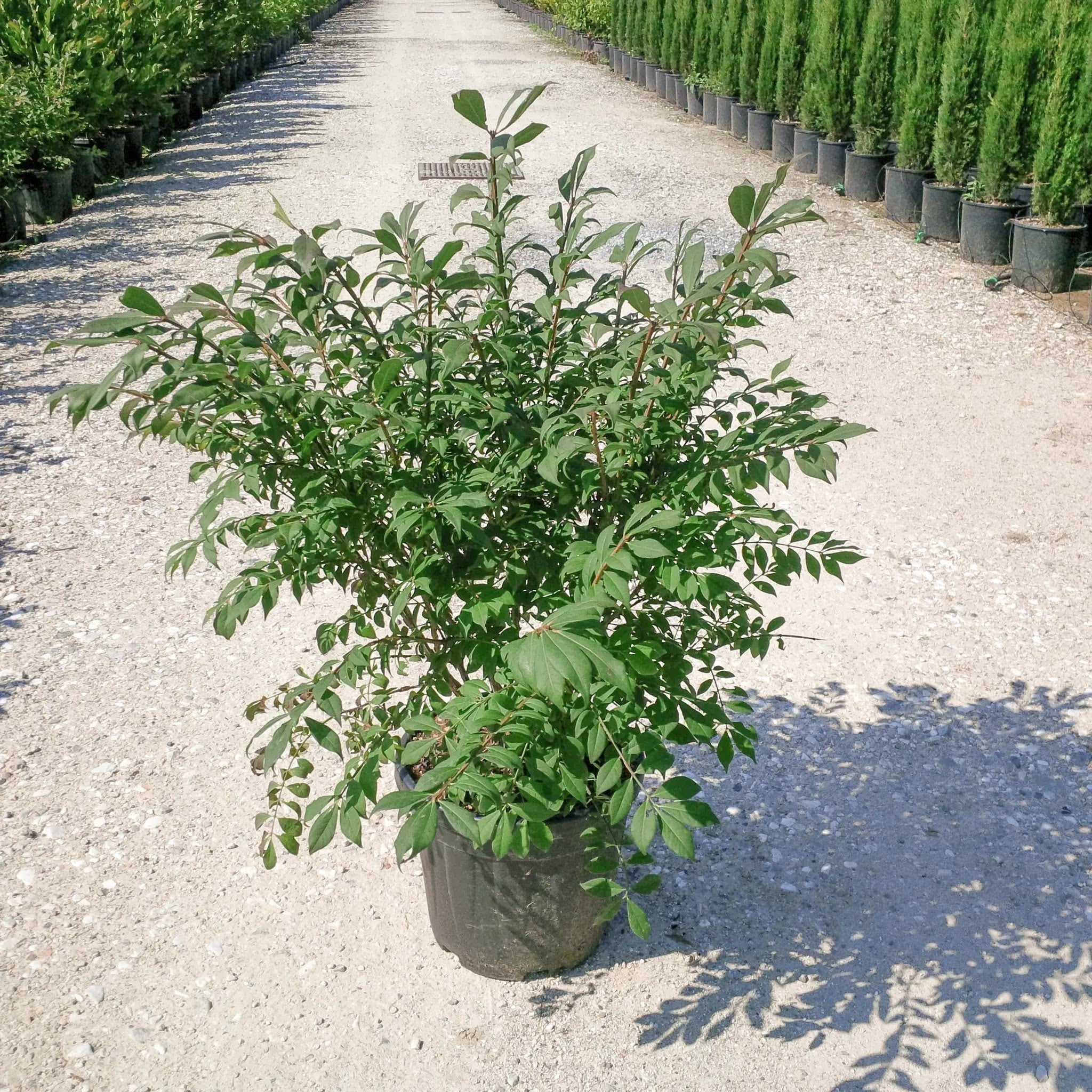 Evonimo - Euonymus 'Alatus'
