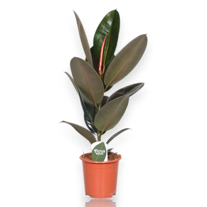 Ficus elastica 'Abidjan'