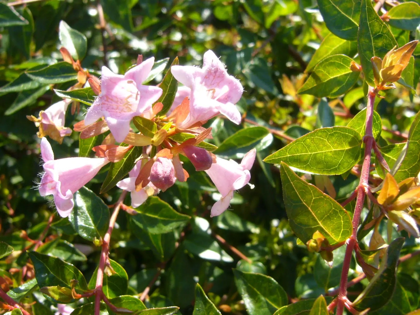 Abelia grandiflora 'Edward Goucher'