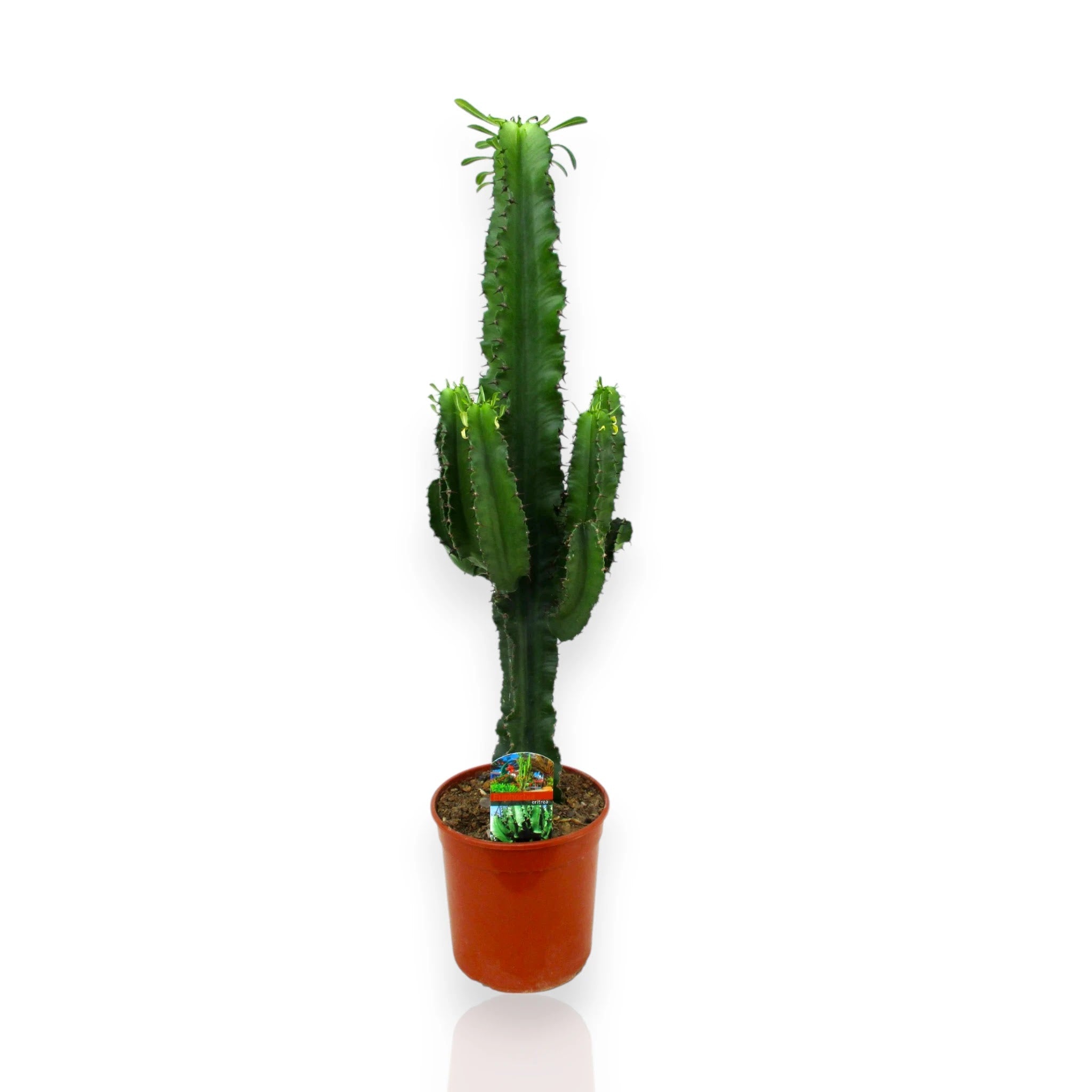 Euphorbia ingens