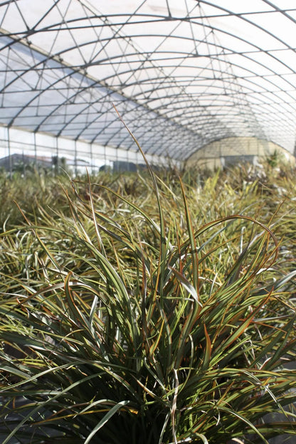 Phormium tenax