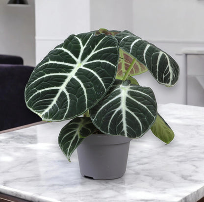 Alocasia 'Ninja'