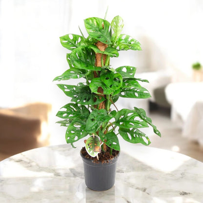 Monstera adansonii