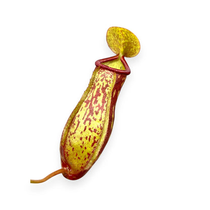 Nepenthes 'Gaya'