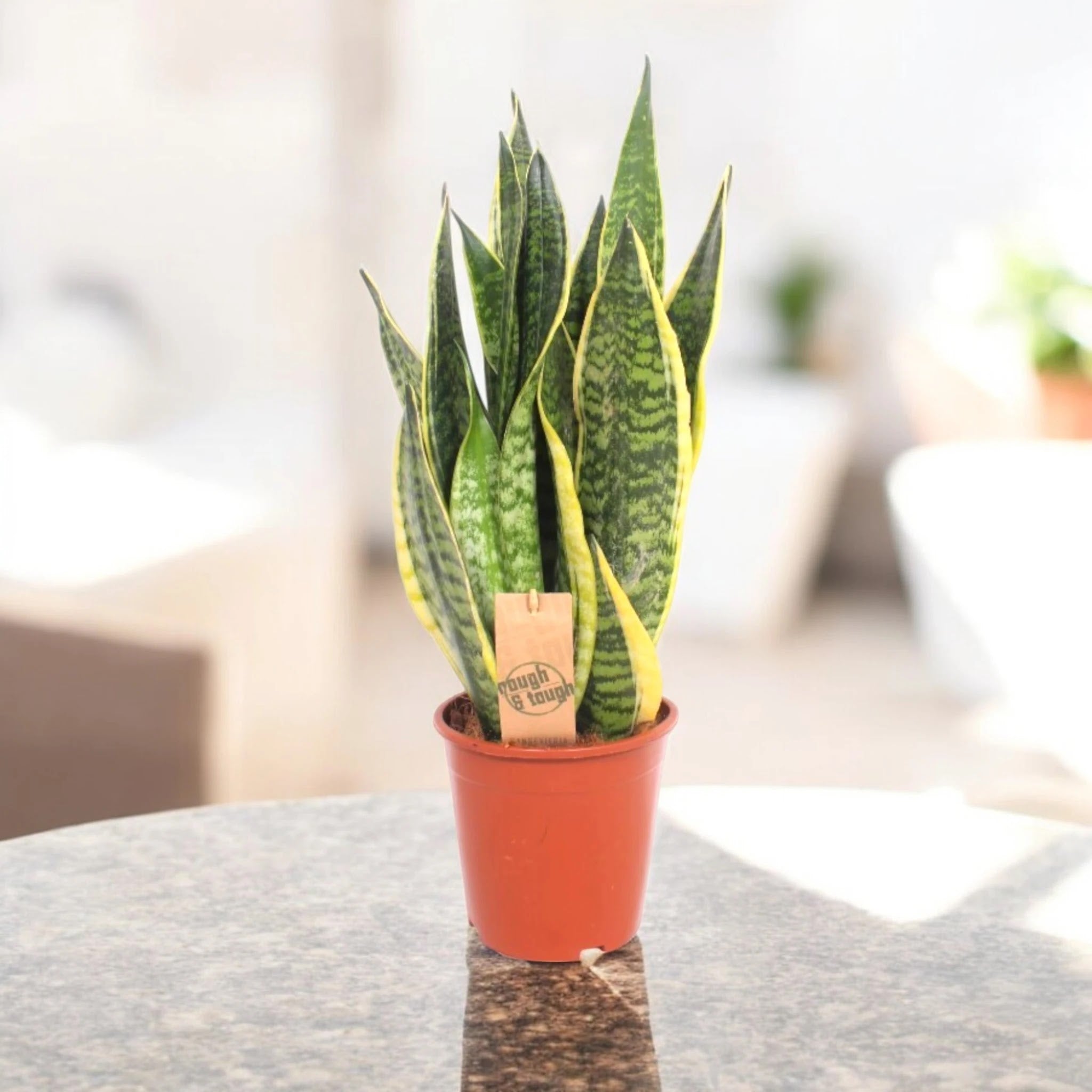 Sansevieria trifasciata 'Futura Superba'