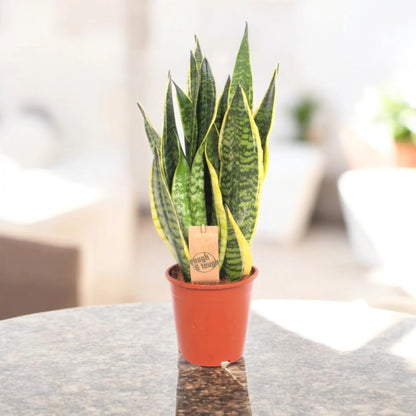 Sansevieria trifasciata 'Futura Superba'