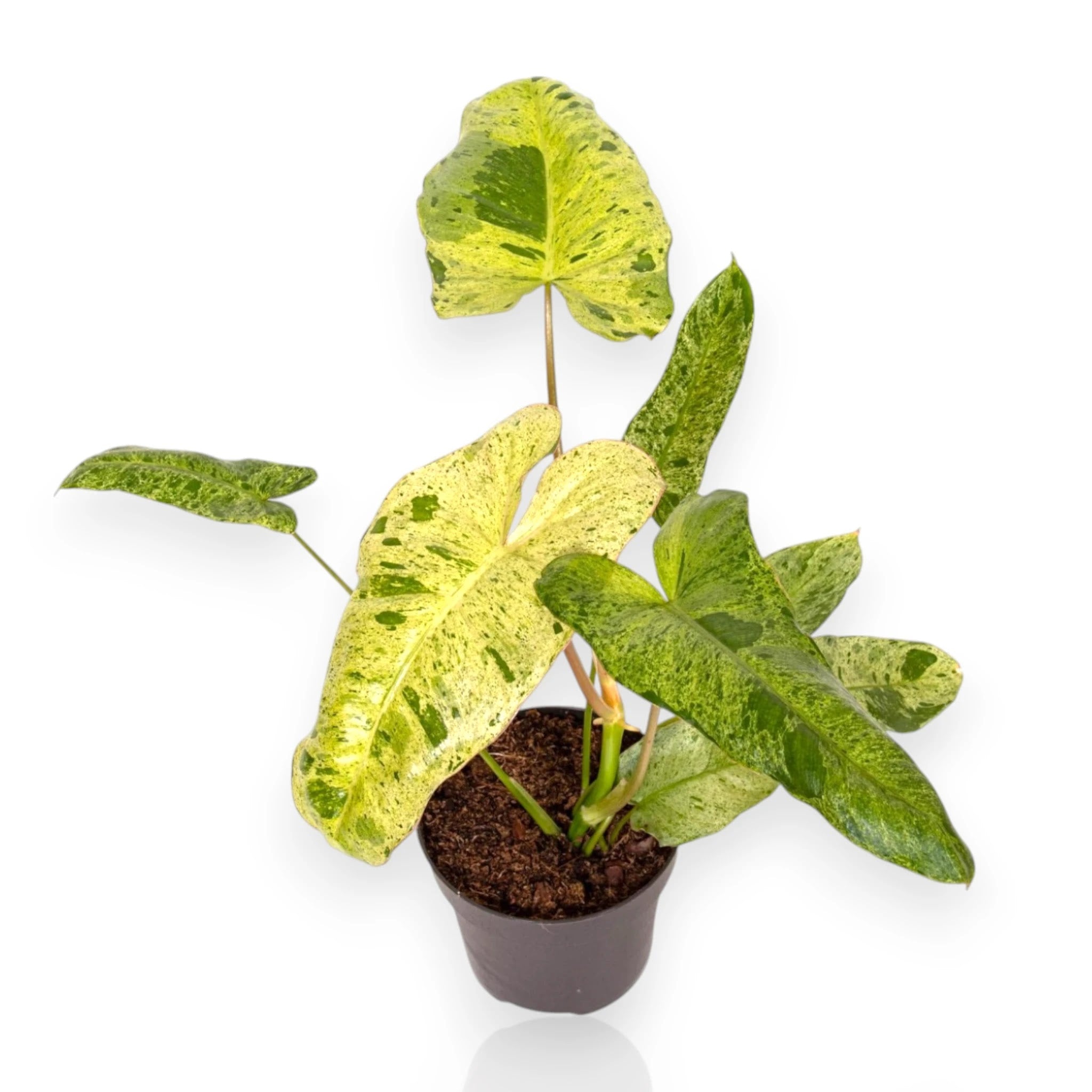 Philodendron Paraiso Verde con foglie giganti variegate verde-crema in vaso da interno