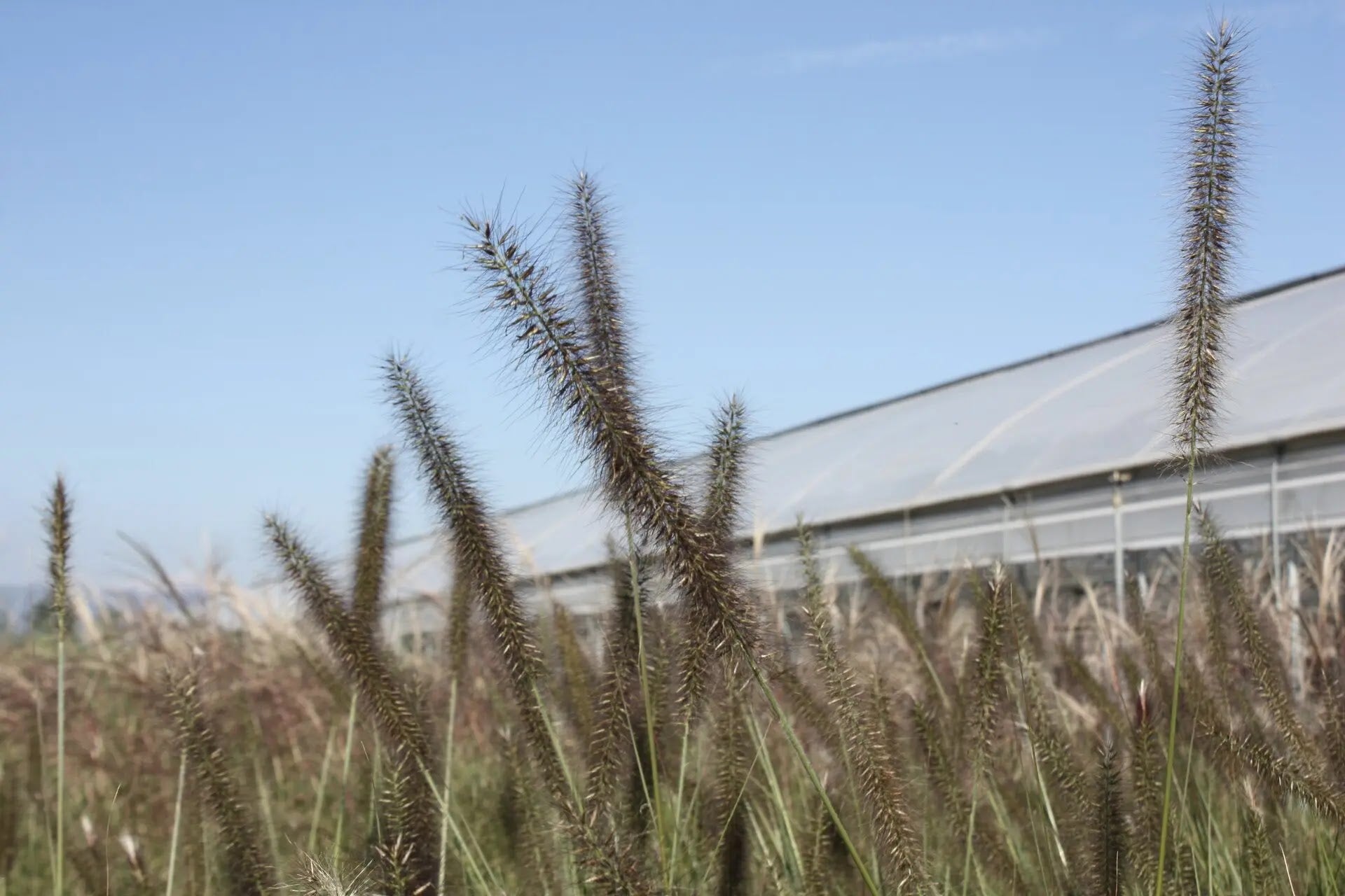 Pennisetum alopecuroides Foxtrot con portamento a fontana e spighe bruno-rosate in giardino