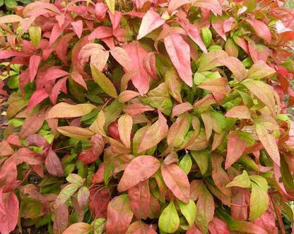 Nandina domestica