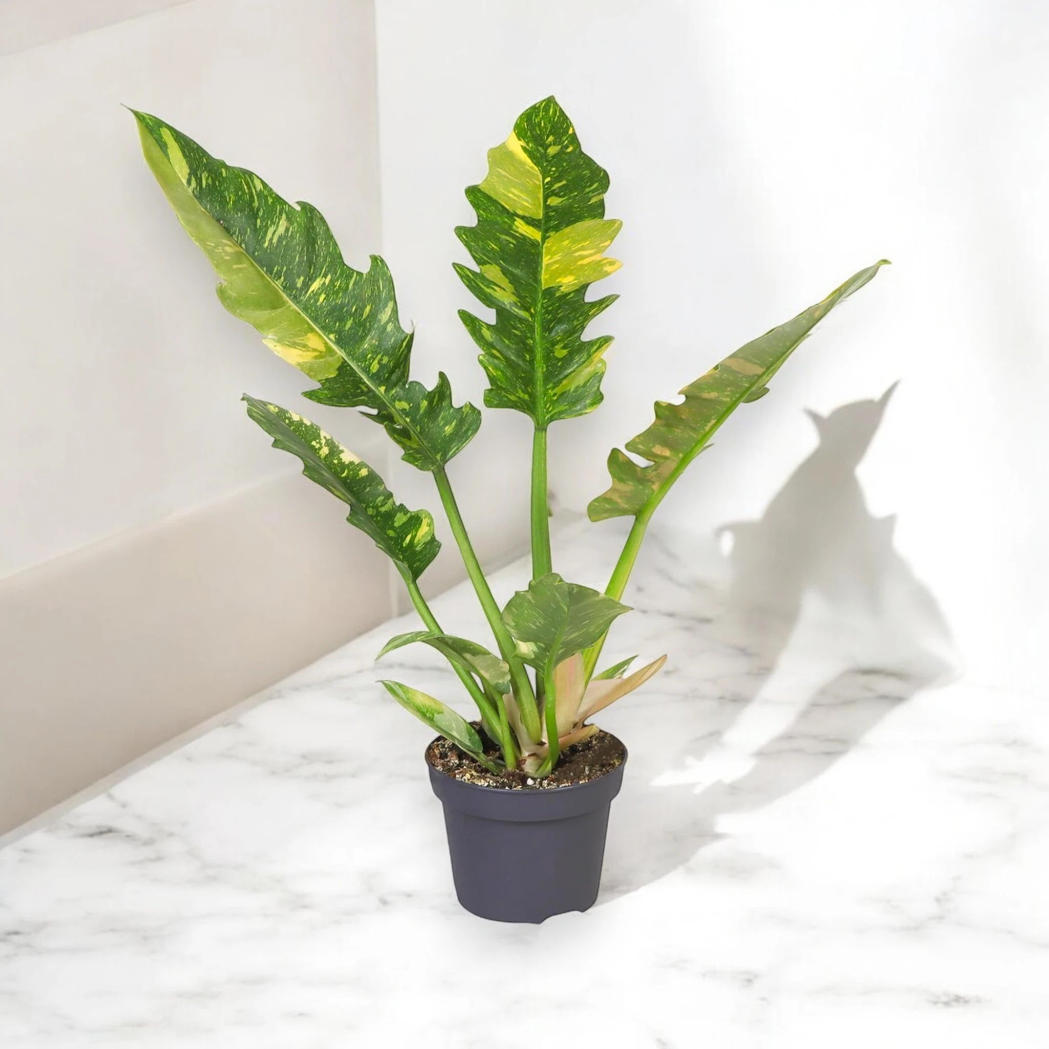 Philodendron ring of Fire
