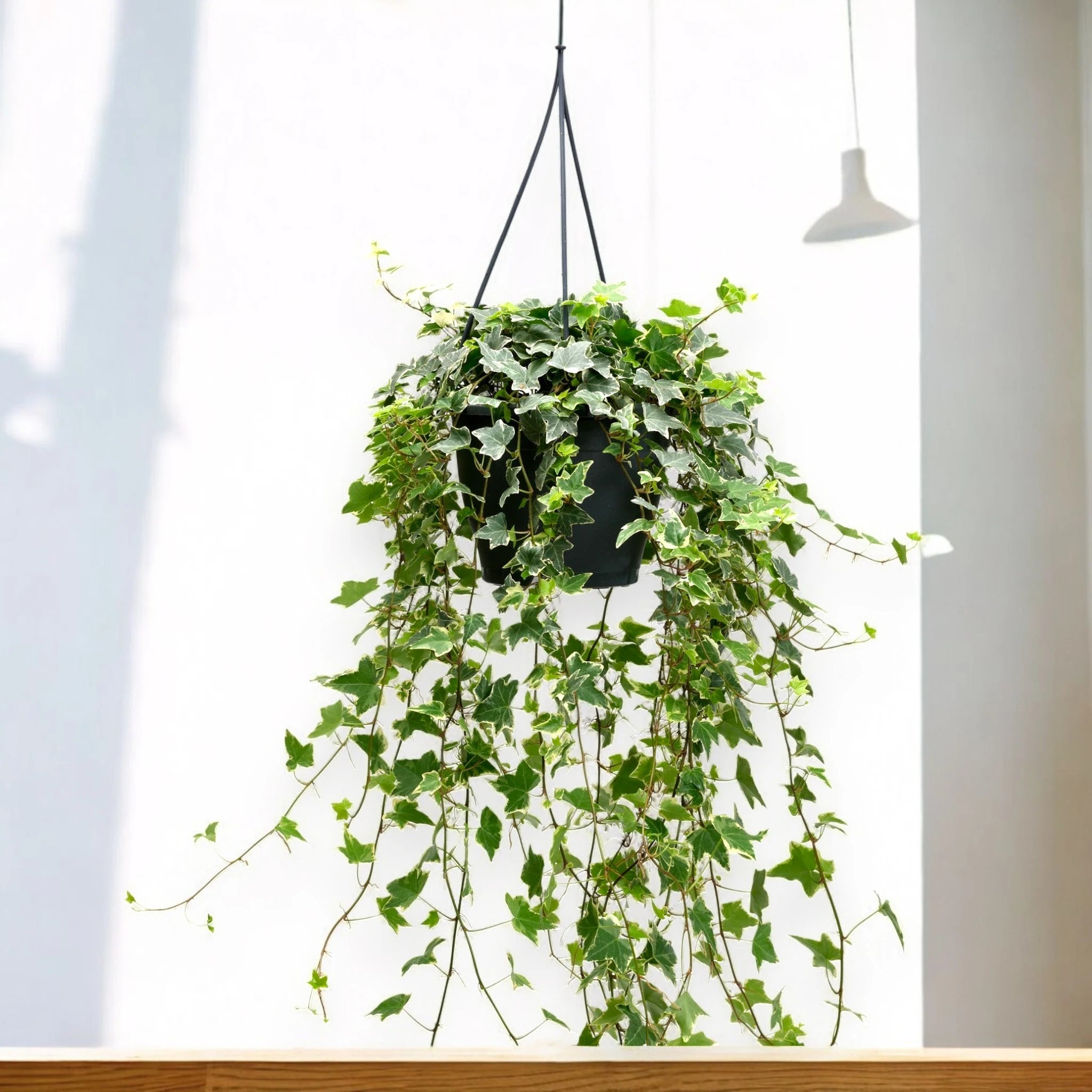 Edera - Hedera helix 'Eva'