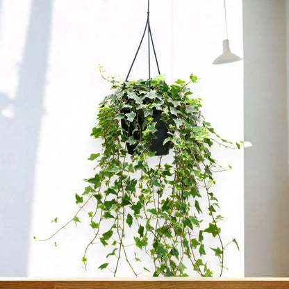Edera - Hedera helix 'Eva'