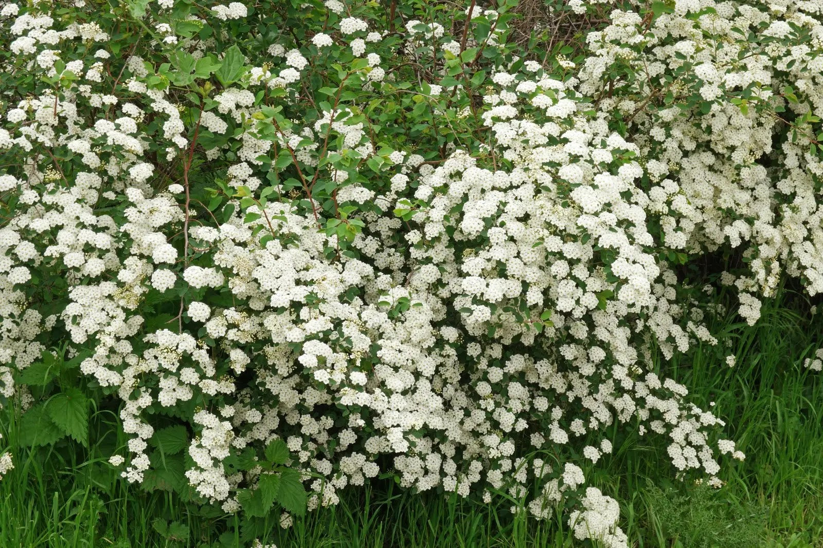Spiraea × arguta arbusto compatto in piena fioritura primaverile con fiori bianchi