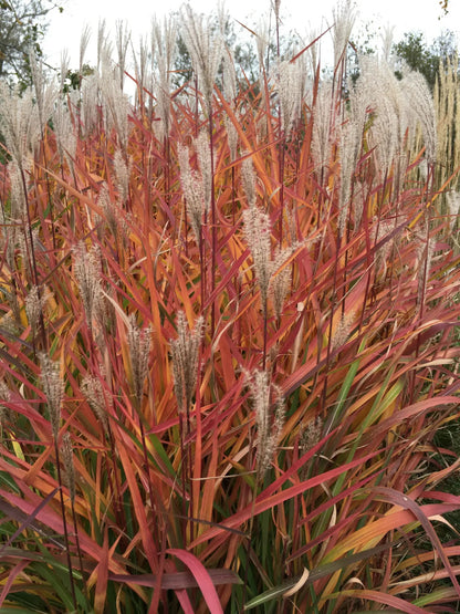 Miscanthus sinensis Purpurescens cespo maturo con fogliame verde scuro e pennacchi bianchi in giardino