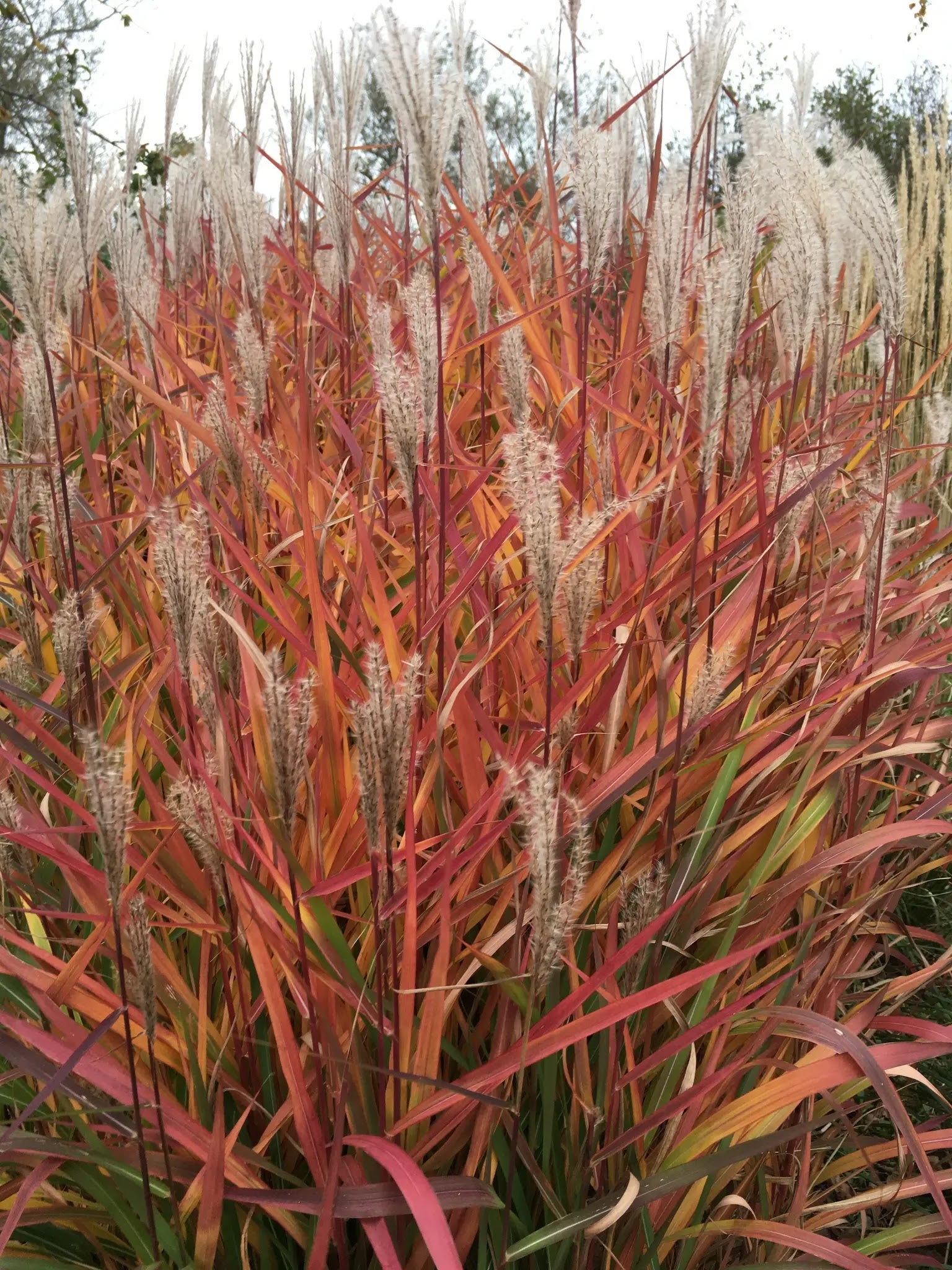 Miscanthus sinensis Purpurescens cespo maturo con fogliame verde scuro e pennacchi bianchi in giardino