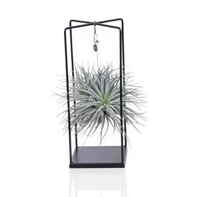 Tillandsia Cube, pianta dell'aria dalla forma geometrica compatta con foglie grigio-verdi in rosetta