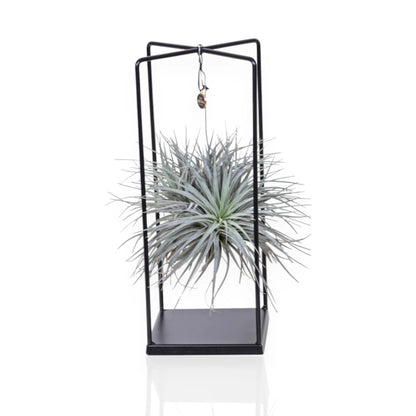 Tillandsia Cube, pianta dell'aria dalla forma geometrica compatta con foglie grigio-verdi in rosetta