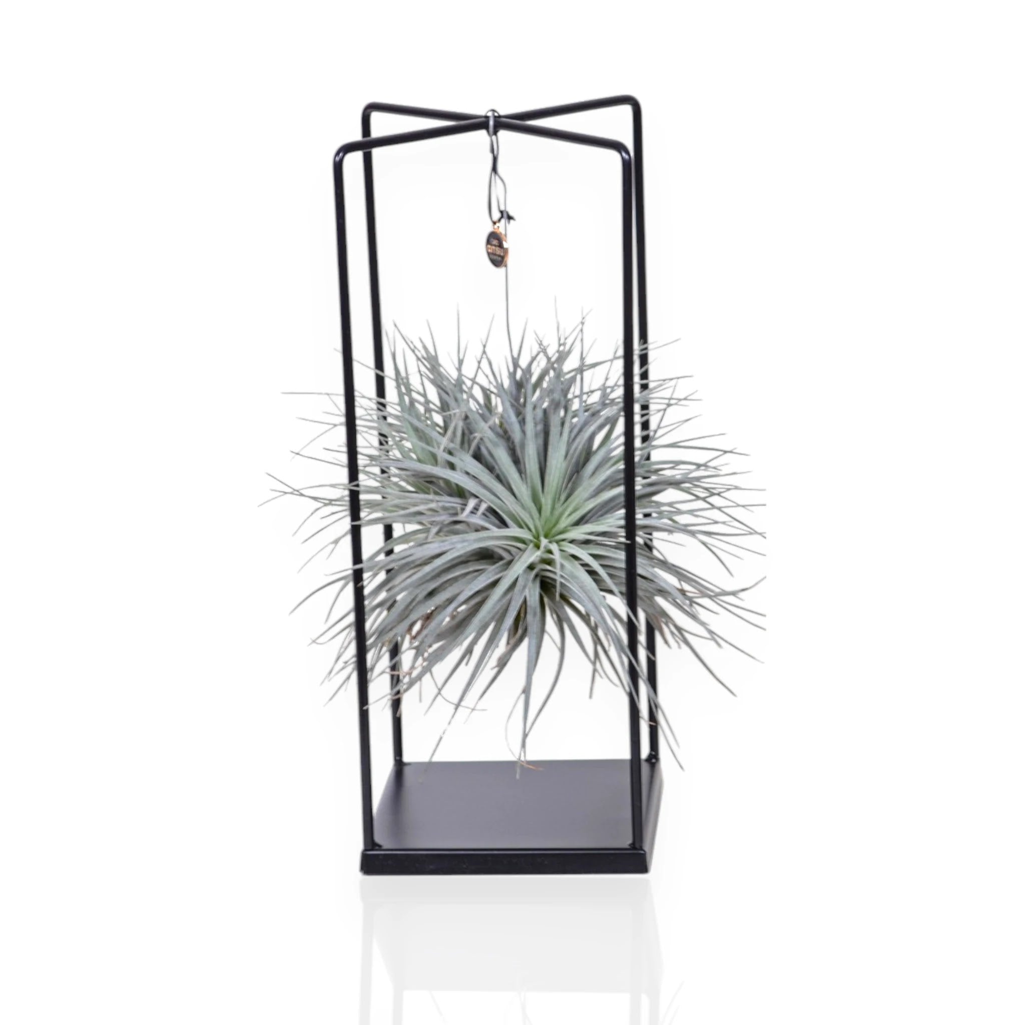 Tillandsia Cube, pianta dell'aria dalla forma geometrica compatta con foglie grigio-verdi in rosetta