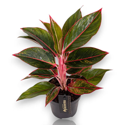 Dettaglio foglie Aglaonema Jungle Red con variegature rosse, rosa e verdi