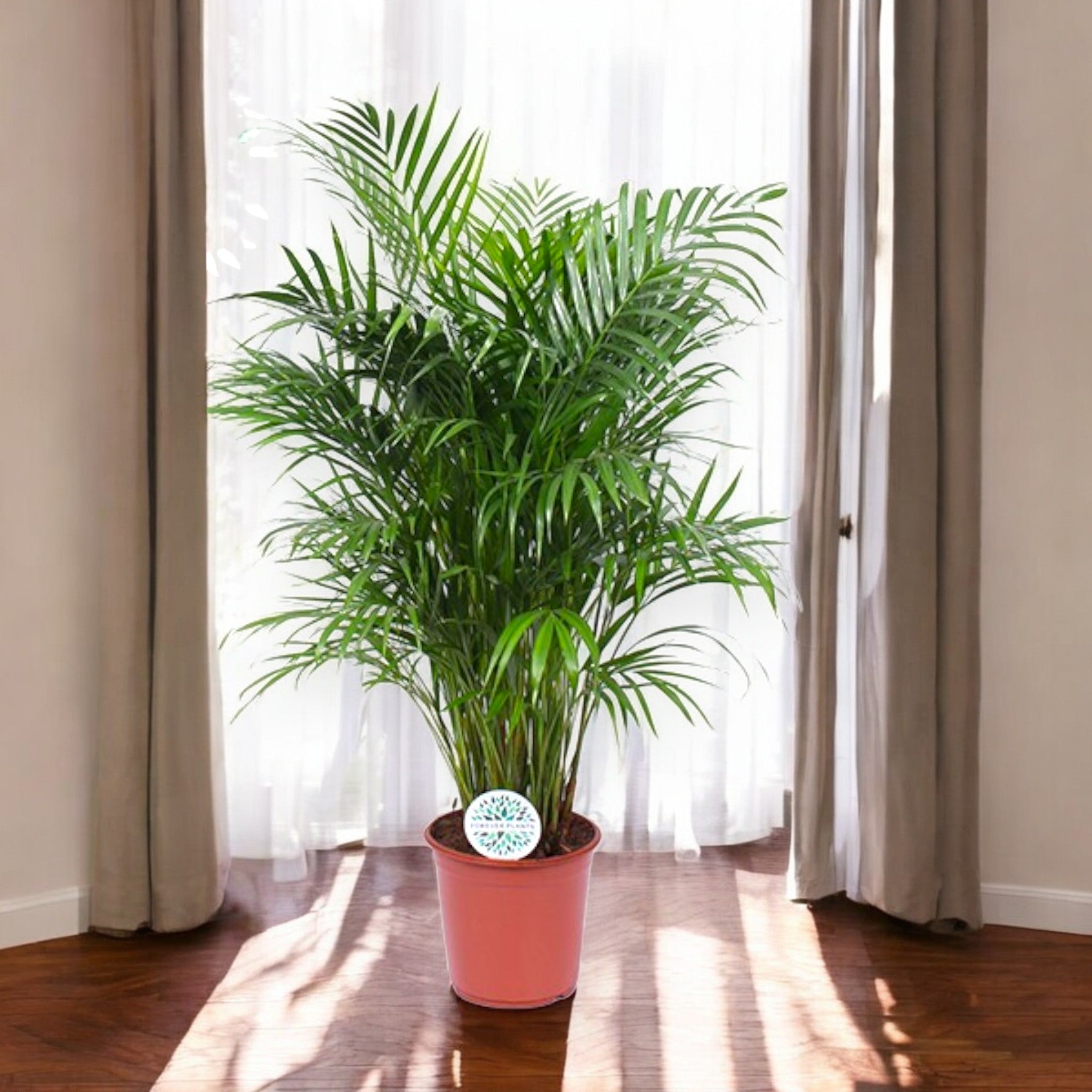 Areca - Dypsis lutescens