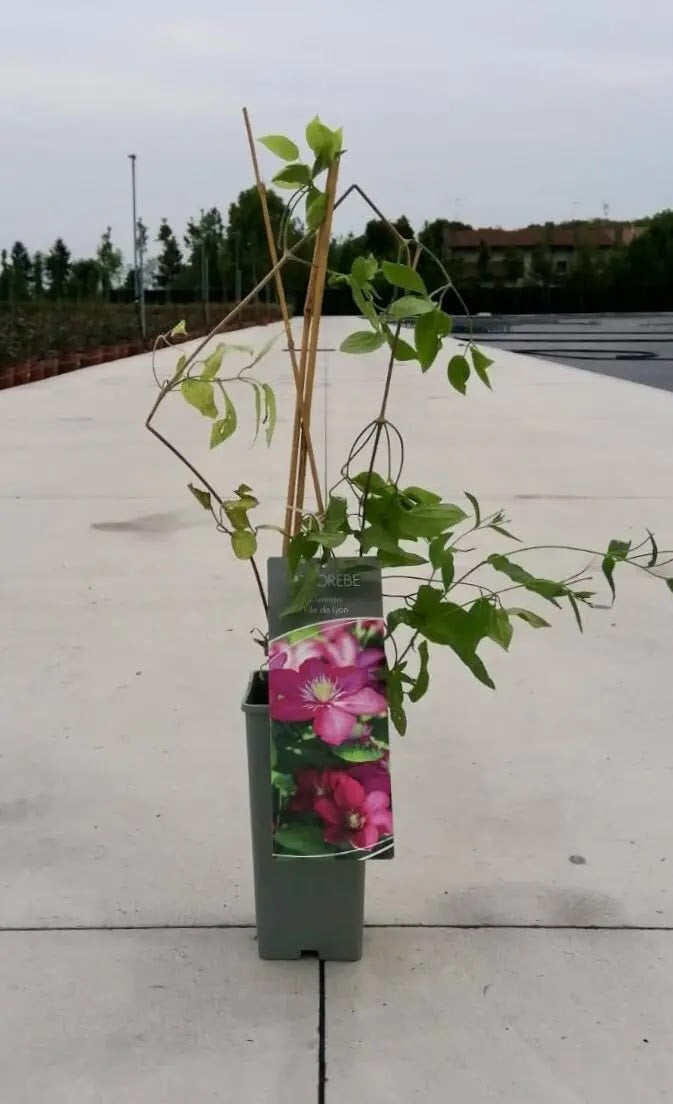 Dettaglio fiore rosso cardinale di Clematis Ville De Lyon con fogliame verde scuro