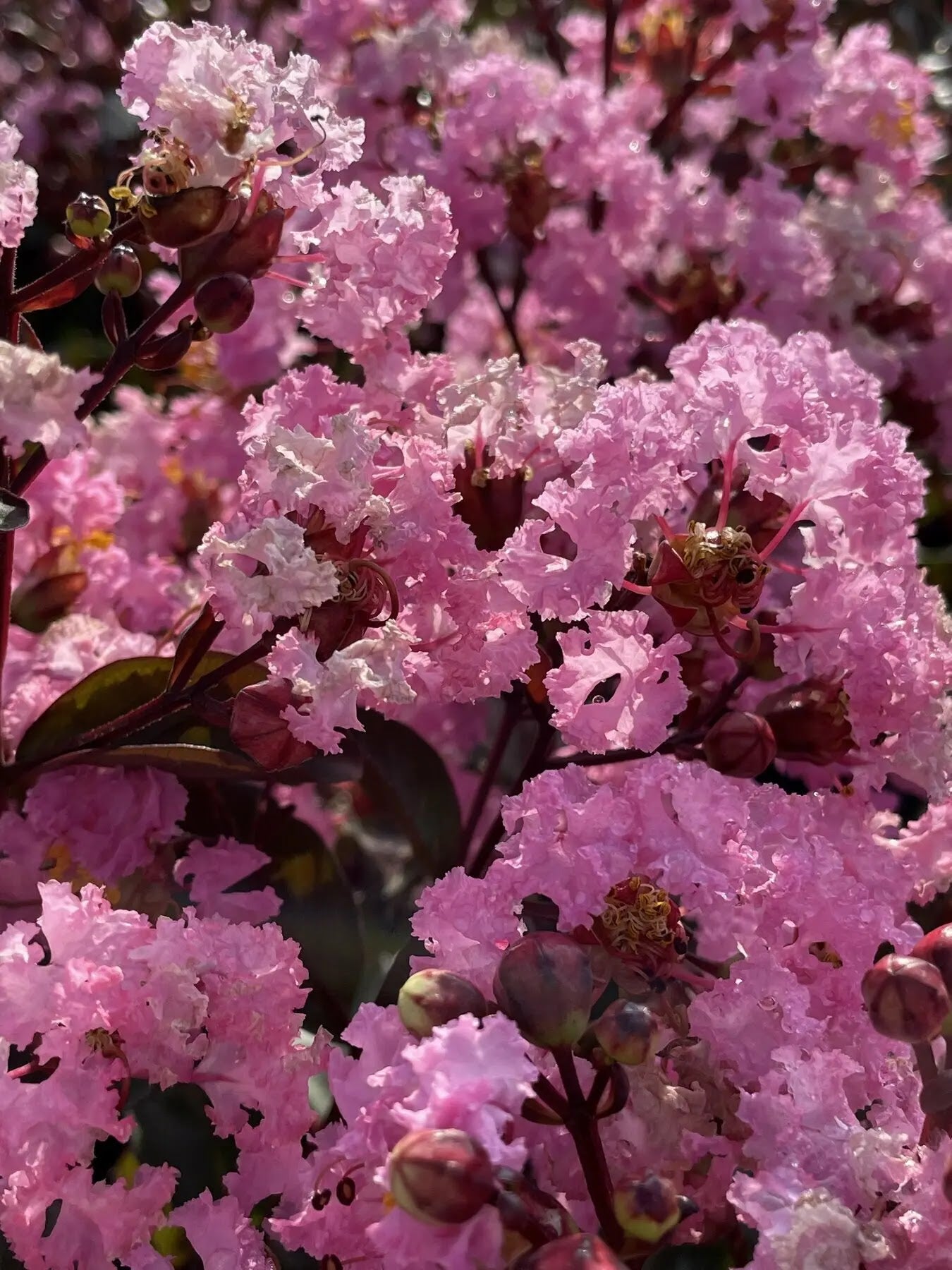 Dettaglio fiori rosa a pannocchia di Lagerstroemia indica Rhapsody in Pink in estate