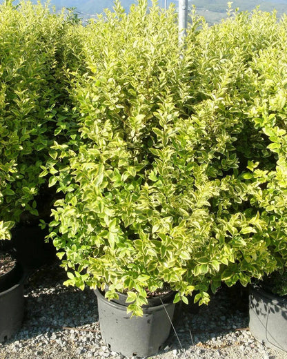 Ligustro Aureum con fogliame verde marginato oro in giardino, arbusto sempreverde per siepi decorative