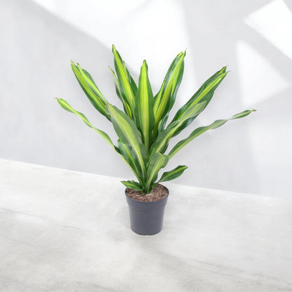 Dracaena fragrans 'Burley'
