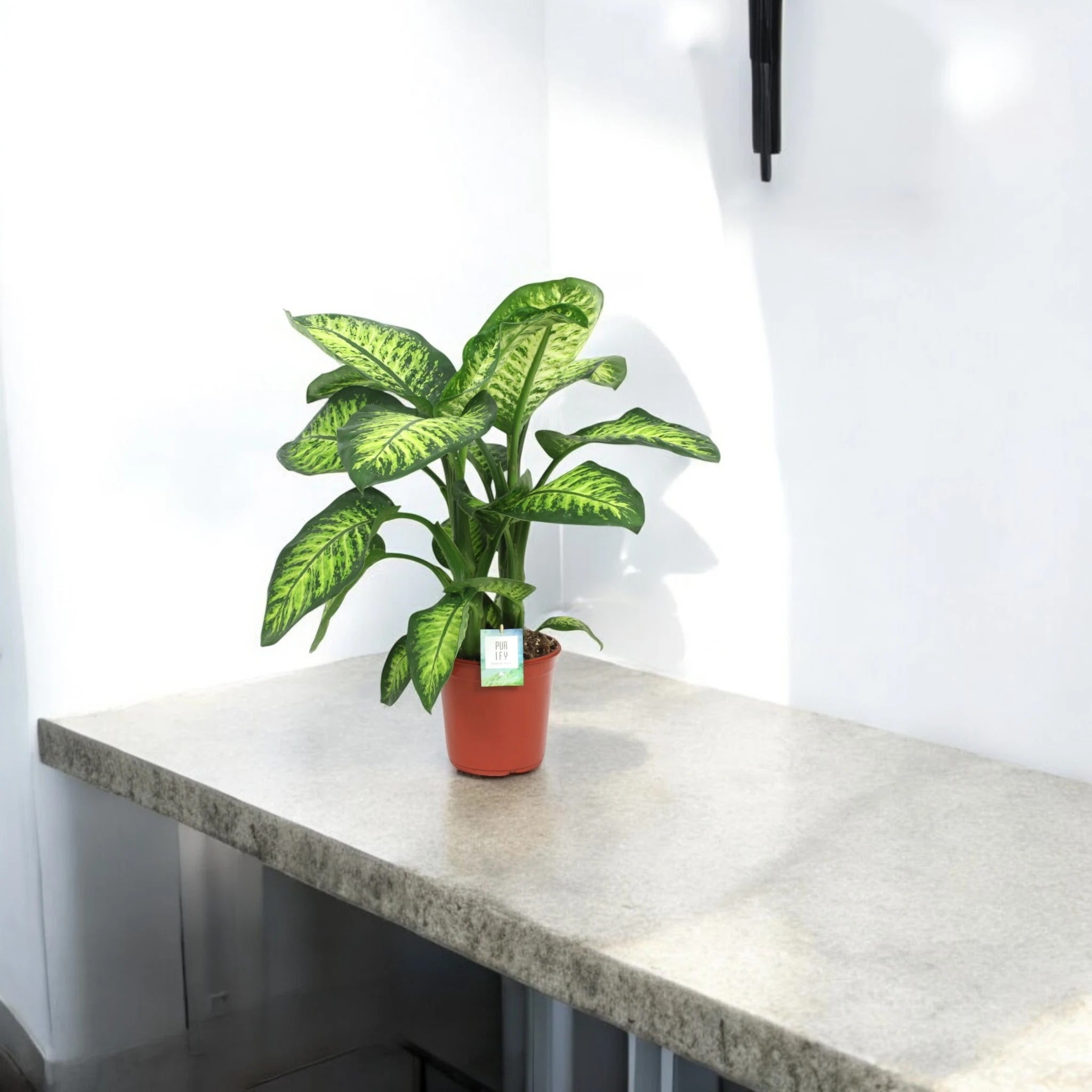 Dieffenbachia seguine 'Lemon tropic'