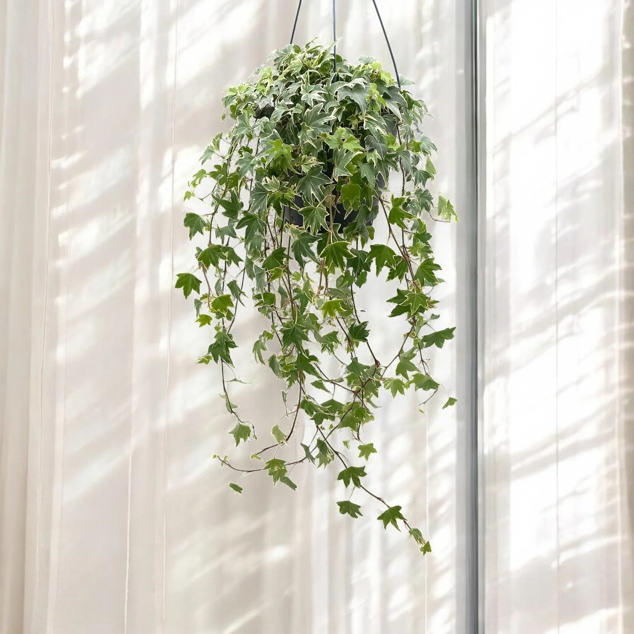 Edera - Hedera helix 'White Ripple'