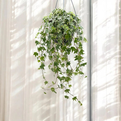 Edera - Hedera helix 'White Ripple'