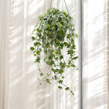 Edera - Hedera helix 'White Ripple'