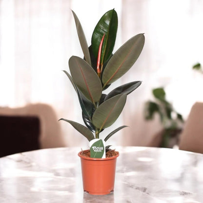 Ficus elastica 'Abidjan'