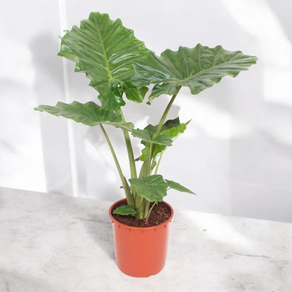 Alocasia 'Portodora'