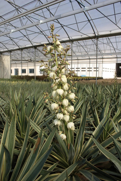 Yucca 'Gloriosa Variegata'