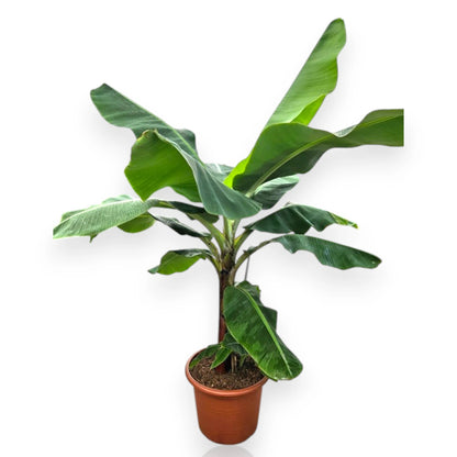 Musa 'Dwarf Cavendish'