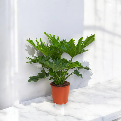 Philodendron 'Little hope'