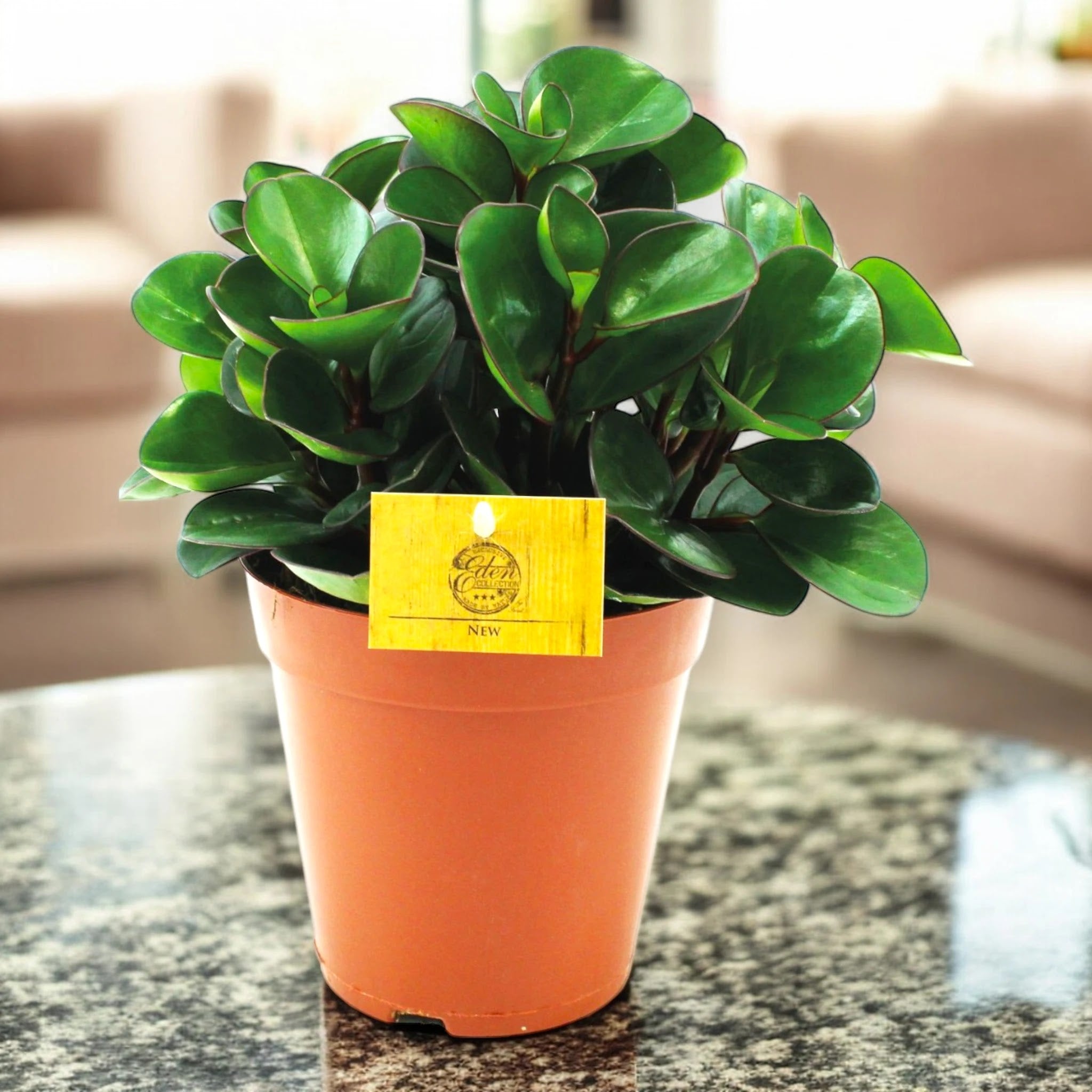Peperomia obtusifolia 'Burning bush'