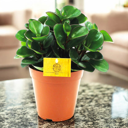 Peperomia obtusifolia 'Burning bush'