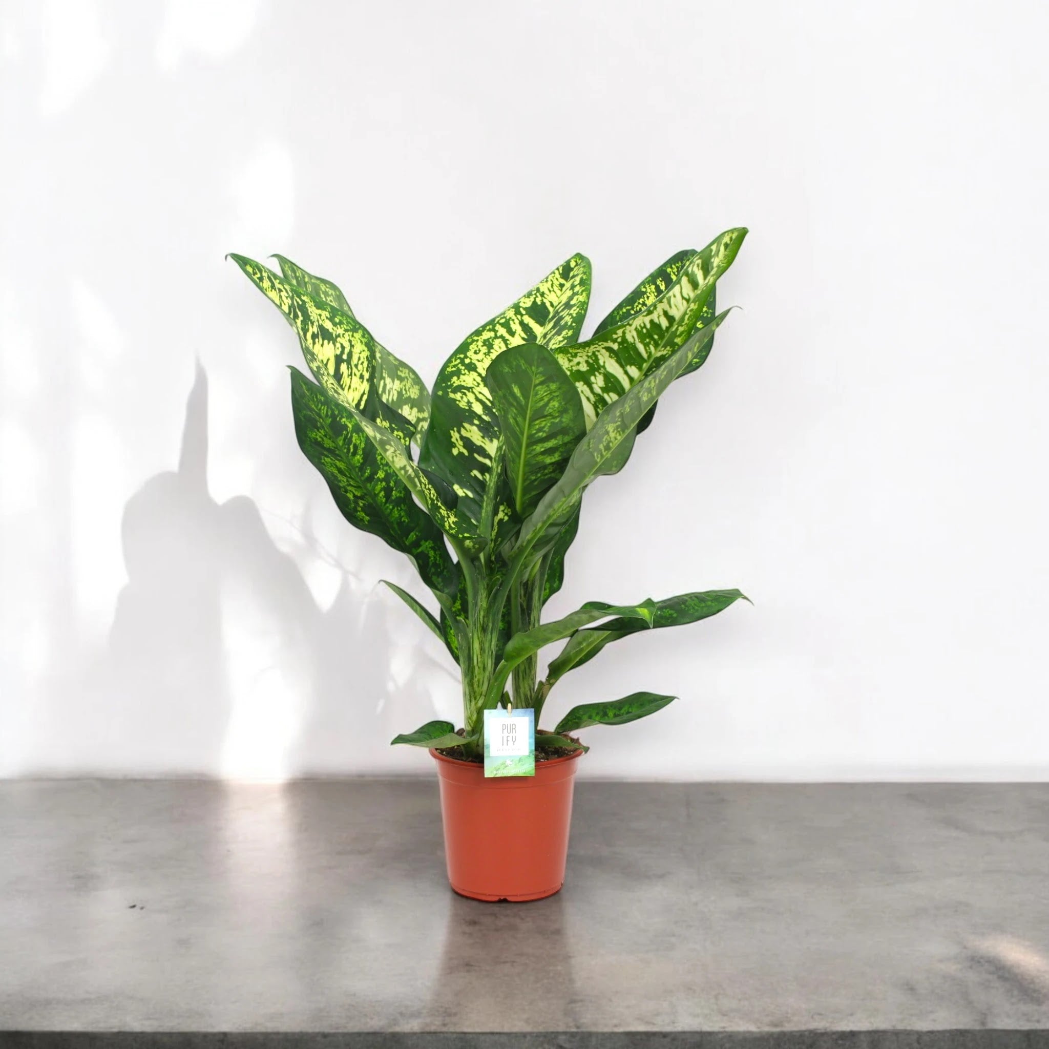 Dieffenbachia seguine 'Crown'