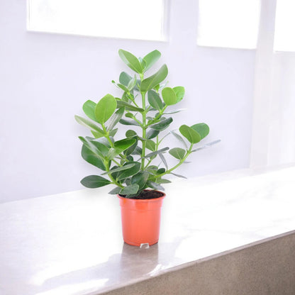 Clusia rosea