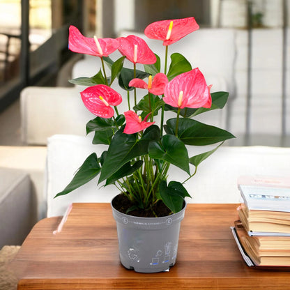 Dettaglio spata rosa tenue di Anthurium Karma Pink con spadice giallo e foglia lucida