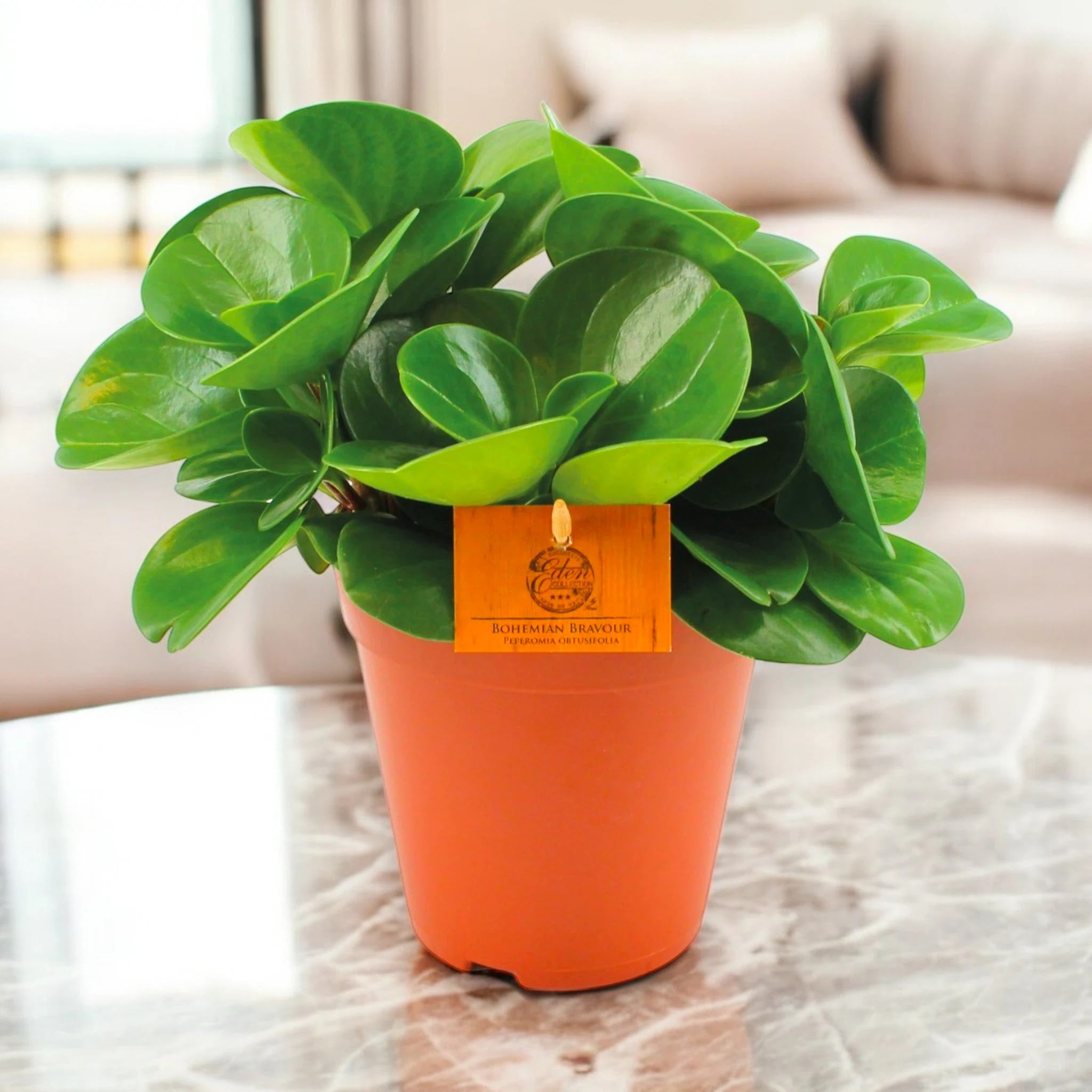 Peperomia obtusifolia 'Green gold'