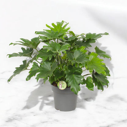 Philodendron bipinnatifidum 'Little Hope'