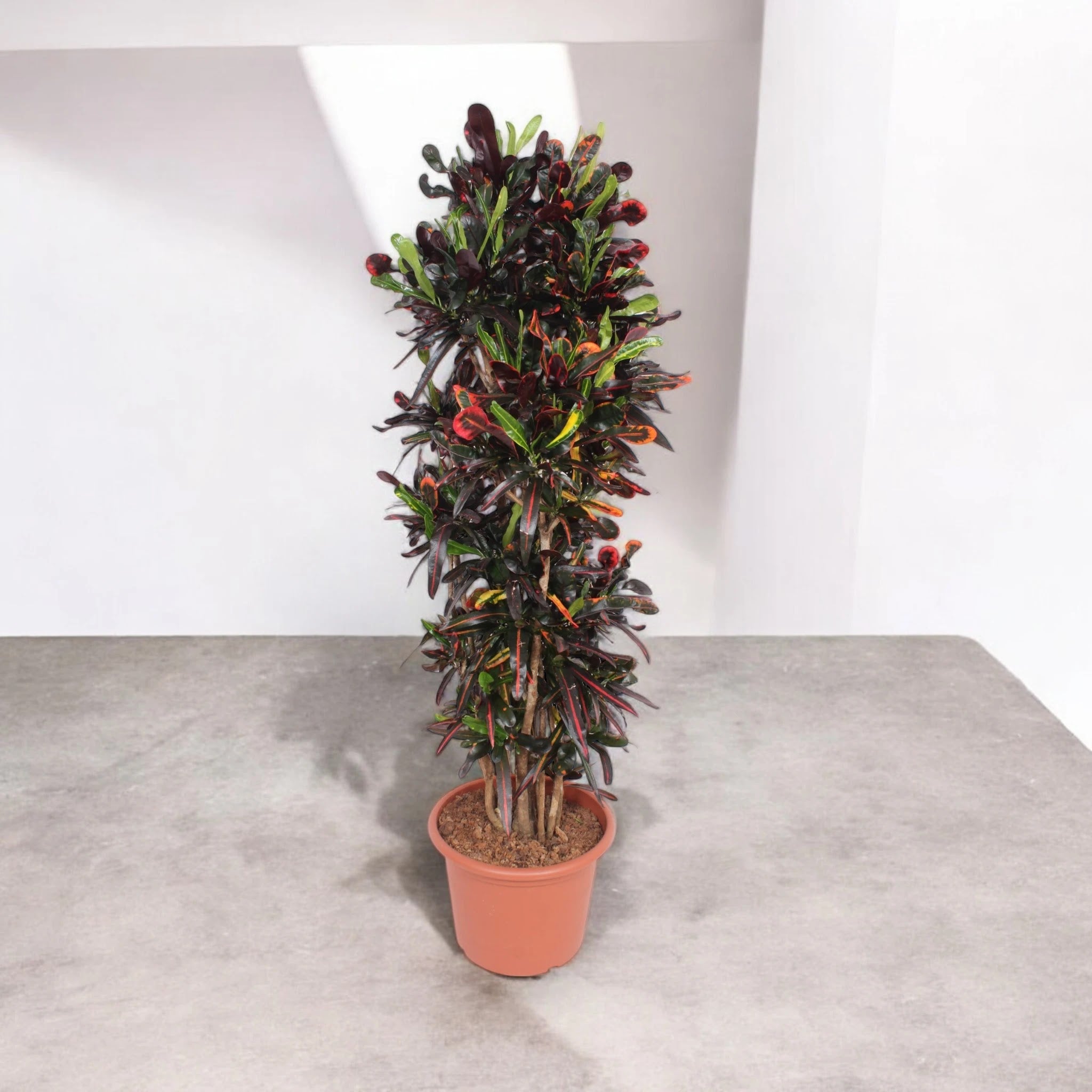 Codiaeum variegatum 'Mammi'