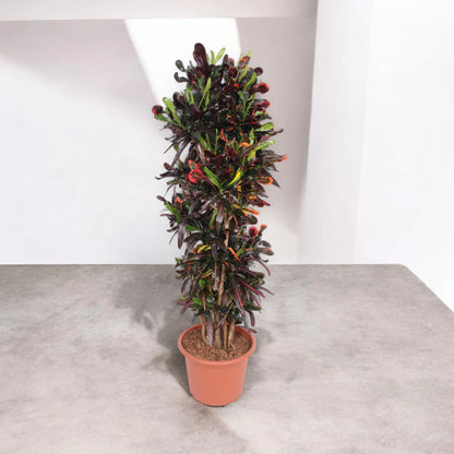 Codiaeum variegatum 'Mammi'