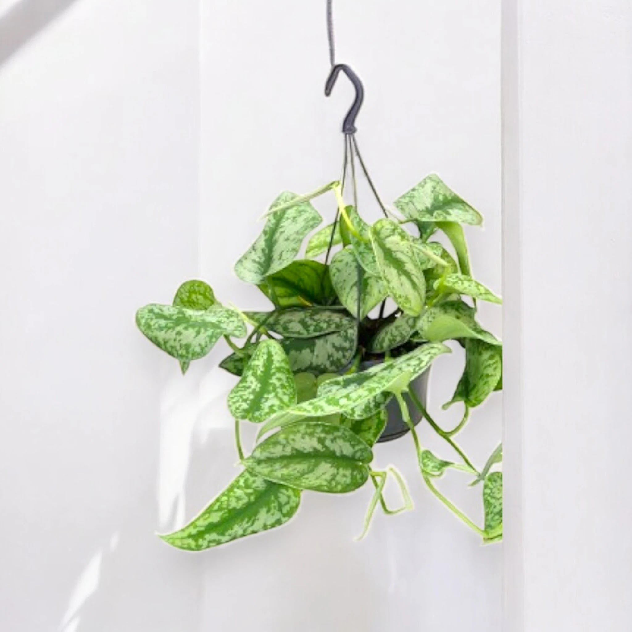 Dettaglio foglia Scindapsus pictus Trebie con variegature argentate metalliche su verde scuro