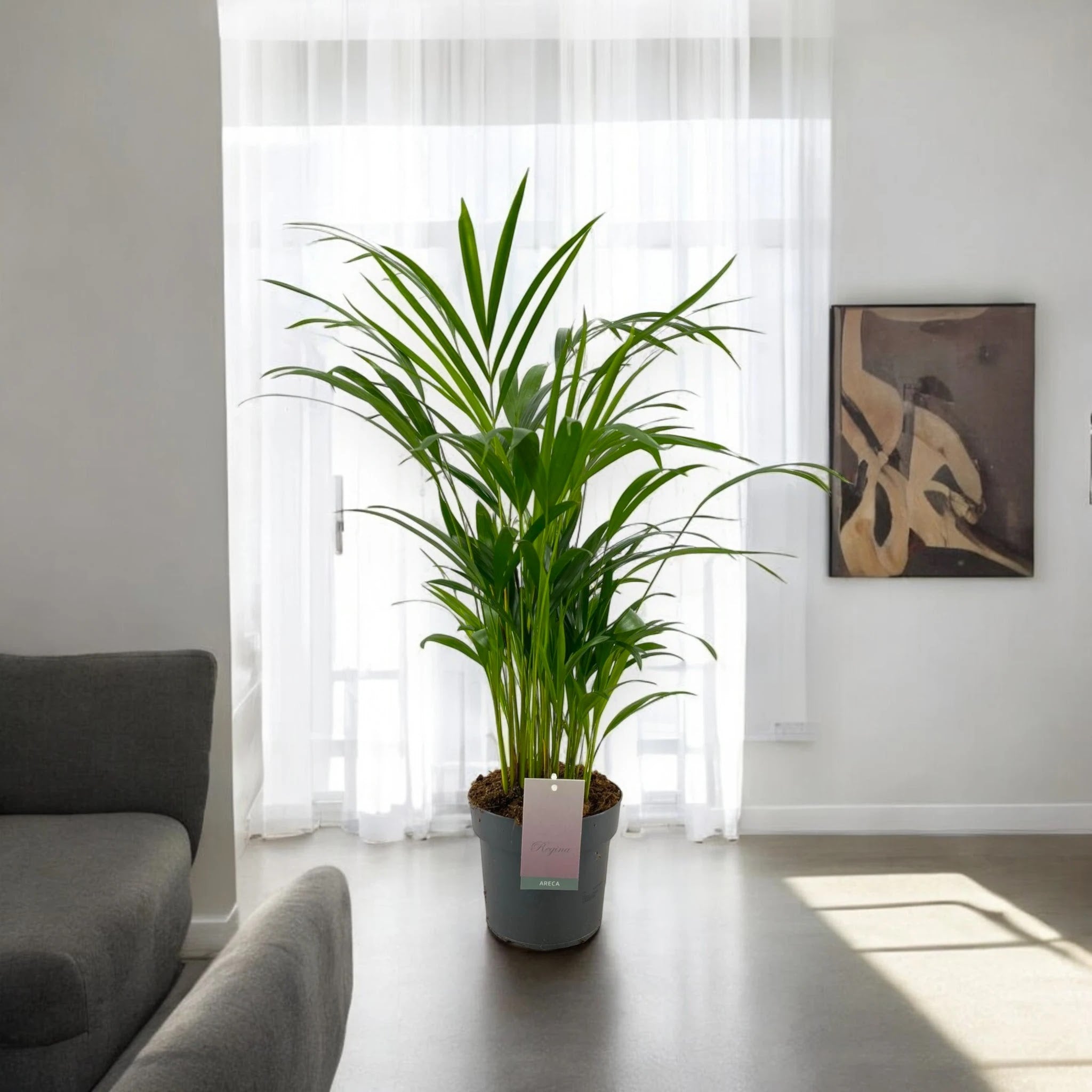 Areca - Dypsis lutescens