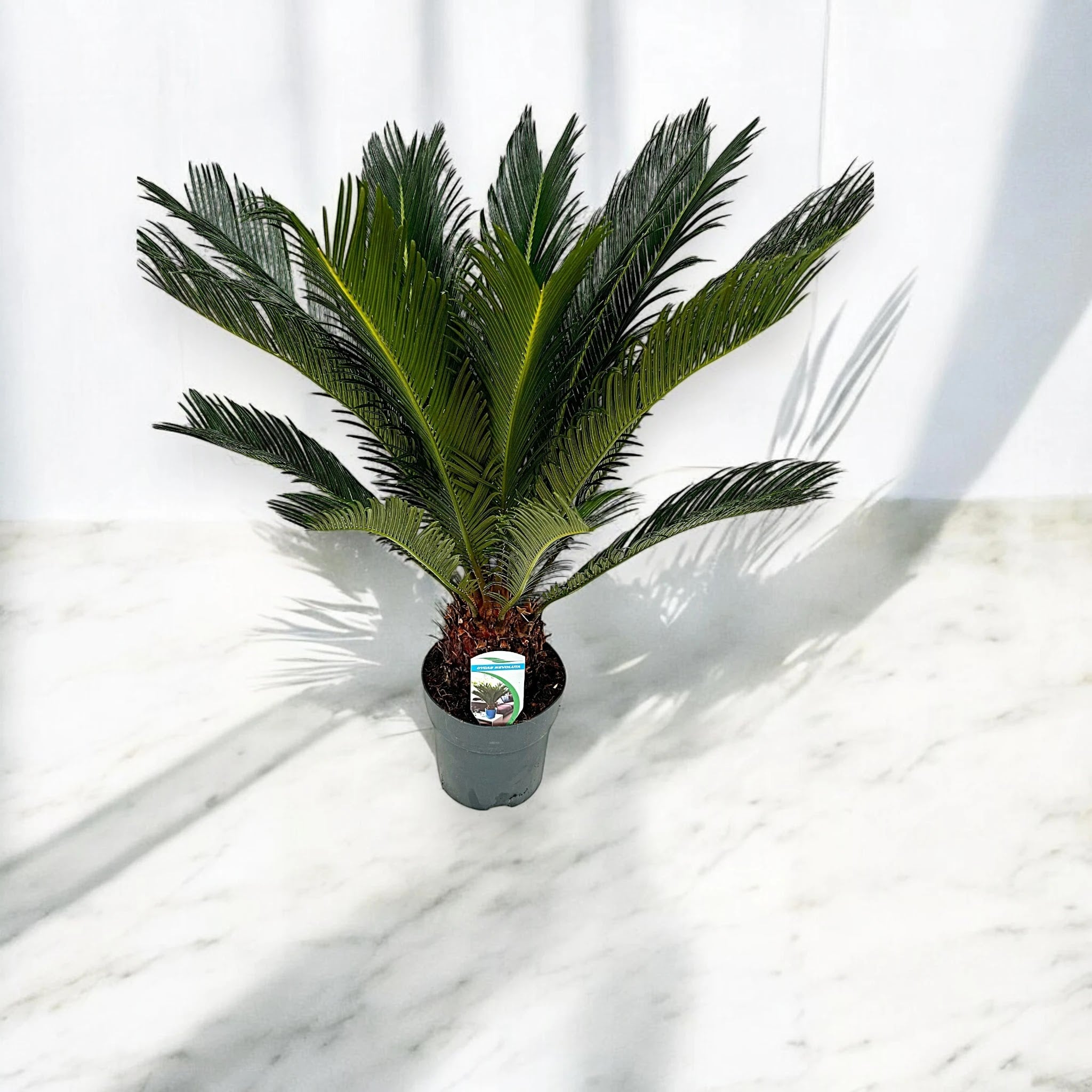 Cycas revoluta