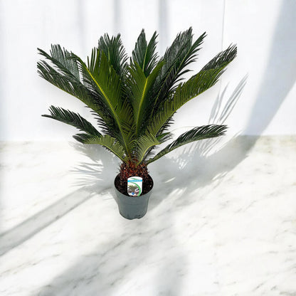 Cycas revoluta